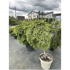 Ялина Форманек 140-150 см